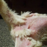 Šta učiniti ako su pilići kanibalisti